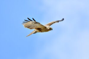 business wbcompetitorative