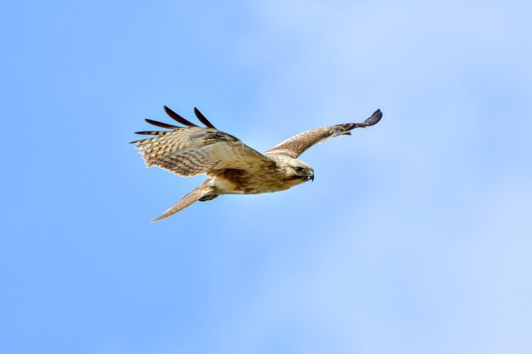 business wbcompetitorative