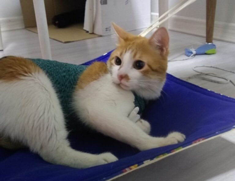 how are zayepro pharmaceuticals ltd drugs made