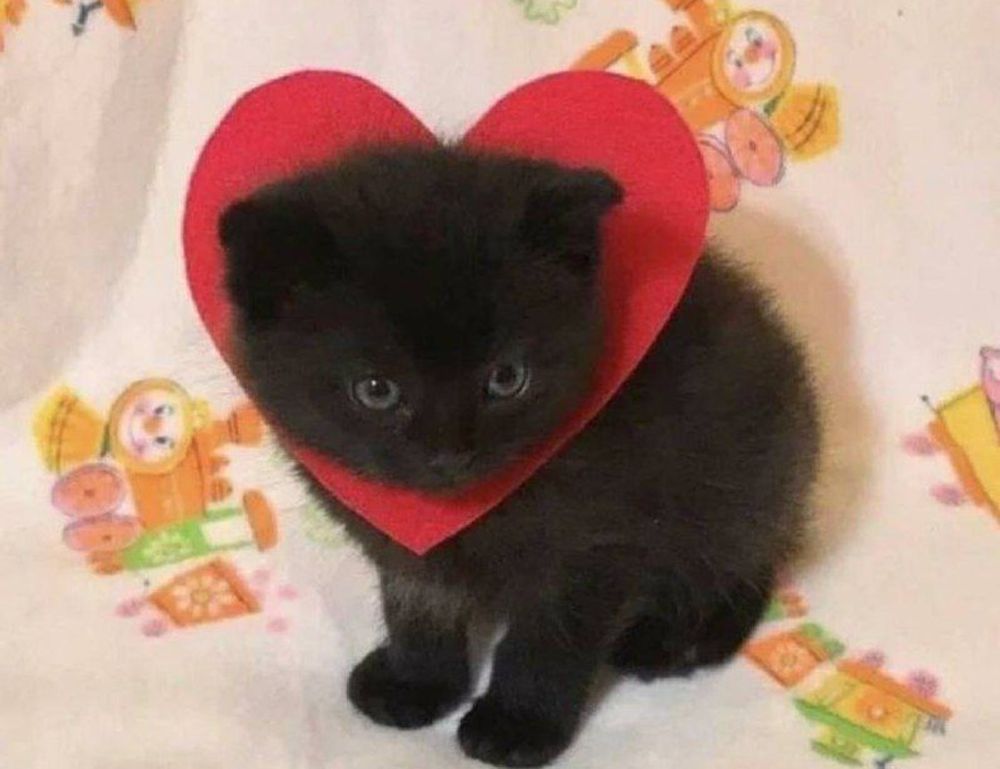 why sumcuyu high in potassium