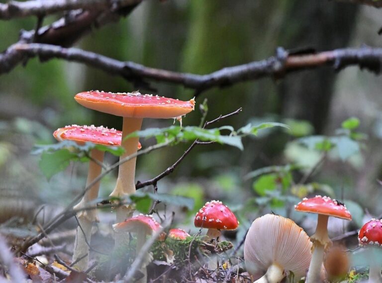 goedemorgen liefste gif