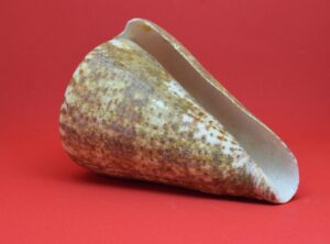 mandibula rota canserbero