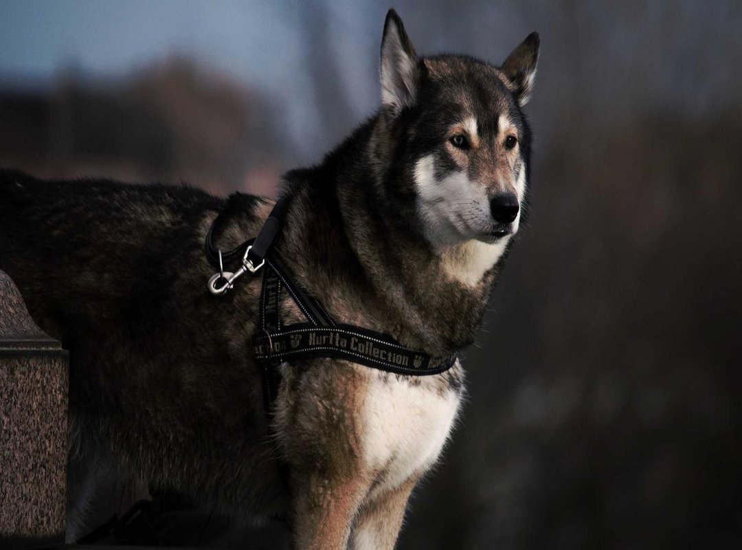 The Prescribed Phrases: What to Recite and Its Meaning